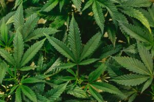 Kweken van Cannabis: Wat zijn de Regels?